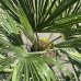 Palma konopná (Trachycarpus fortunei) - výška kmeňa: 60-70 cm, celková výška: 120-150 cm (-17°C)